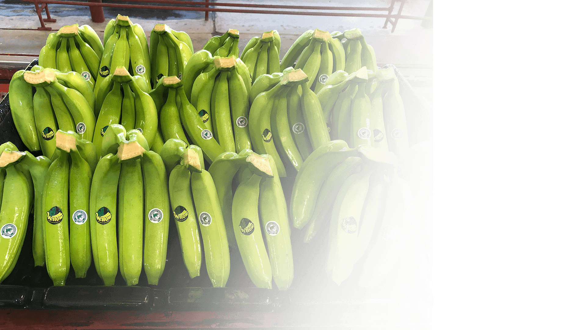 CITRONEX - Anspruchsvoll aber verständnisvoll