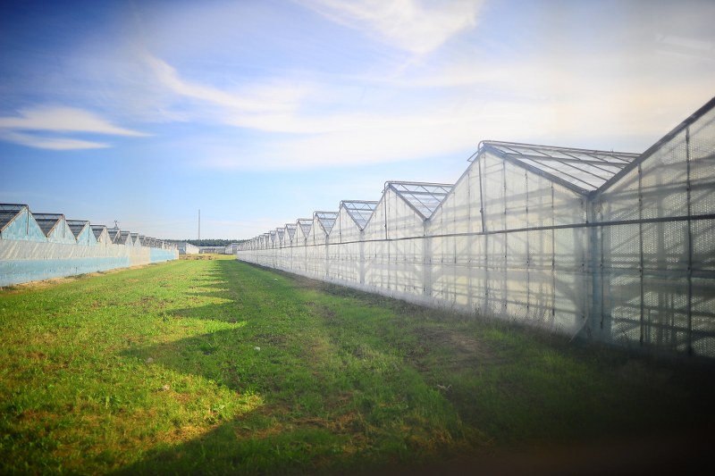 Construction of new greenhouses in Ryczywół is underway