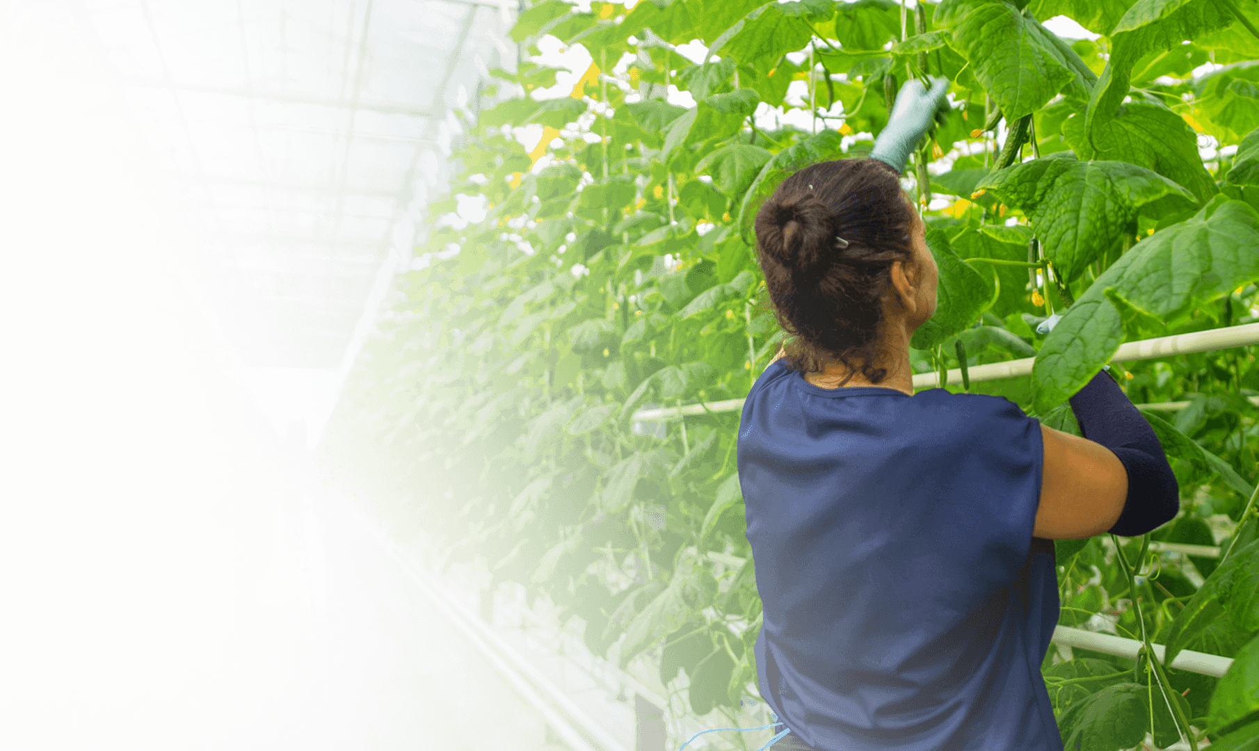 CITRONEX - Godny start pracowników z zagranicy