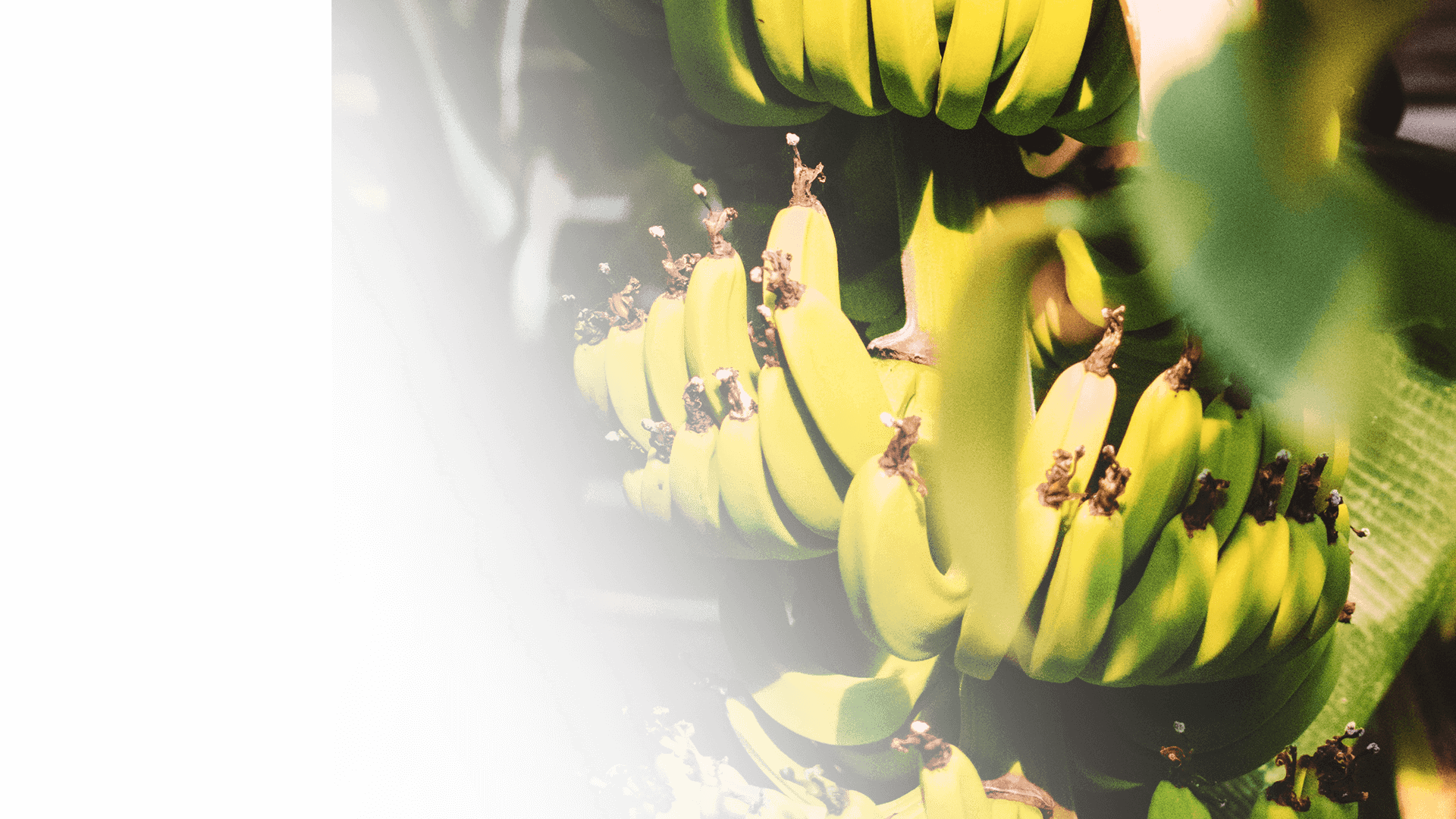 CITRONEX - Plantacje wiedzy